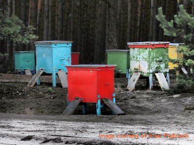 starting-community-beehives-flickr-Artur-Pedziwilk.jpg