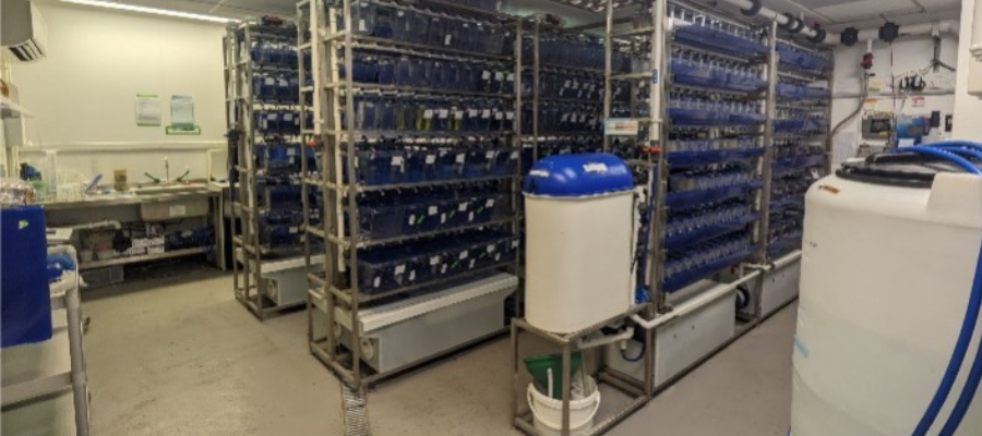 One of the aquarium rooms at the Institute of Genetics and Cancer Zebrafish Facility