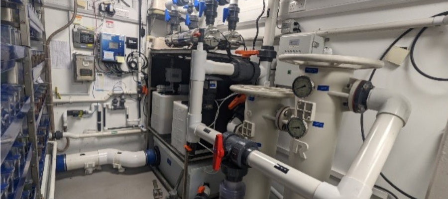 The filtration equipment for one of the aquariums at the IGC Zebrafish Facility