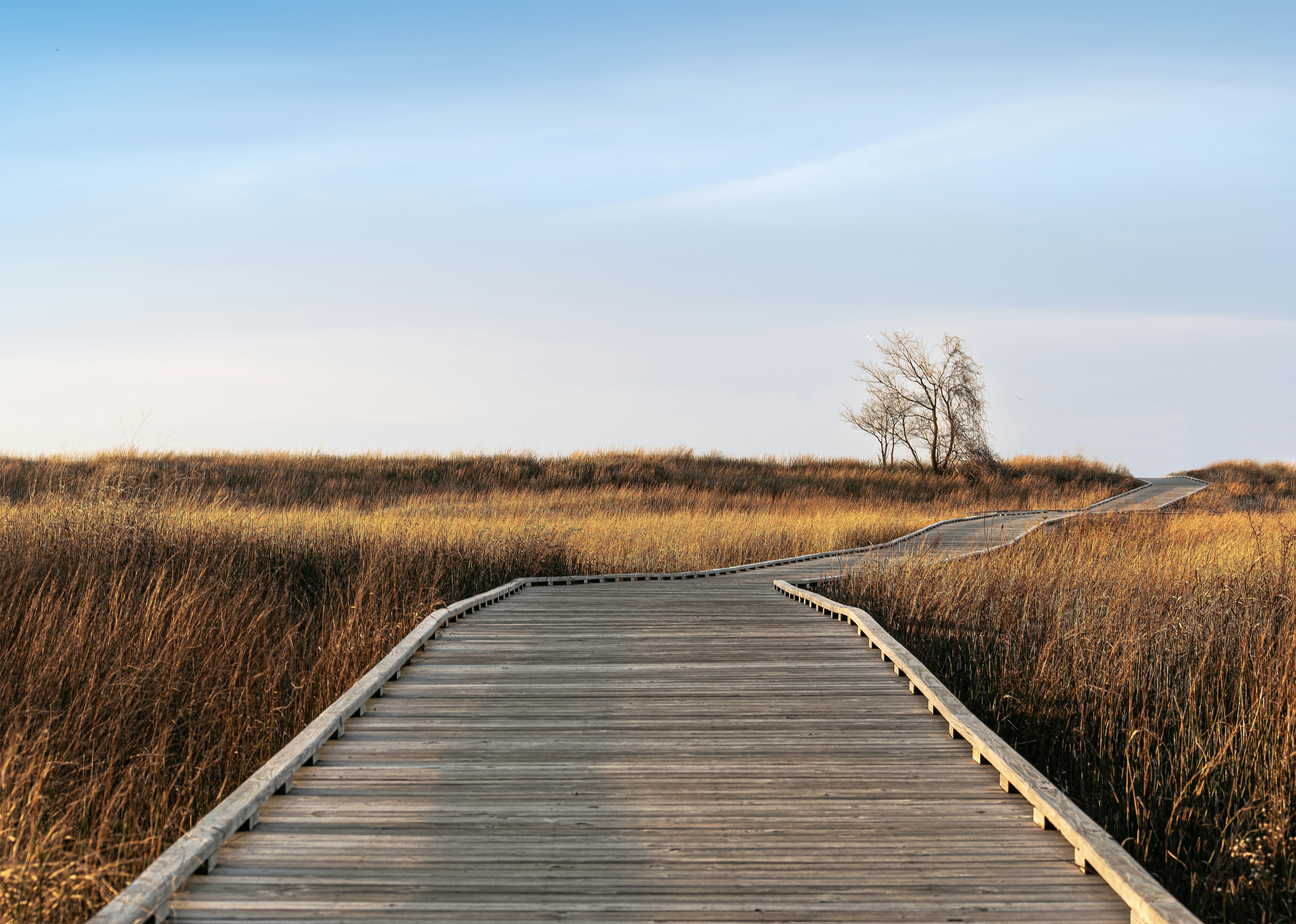 Image of a wooden walkway in a field of tall grass