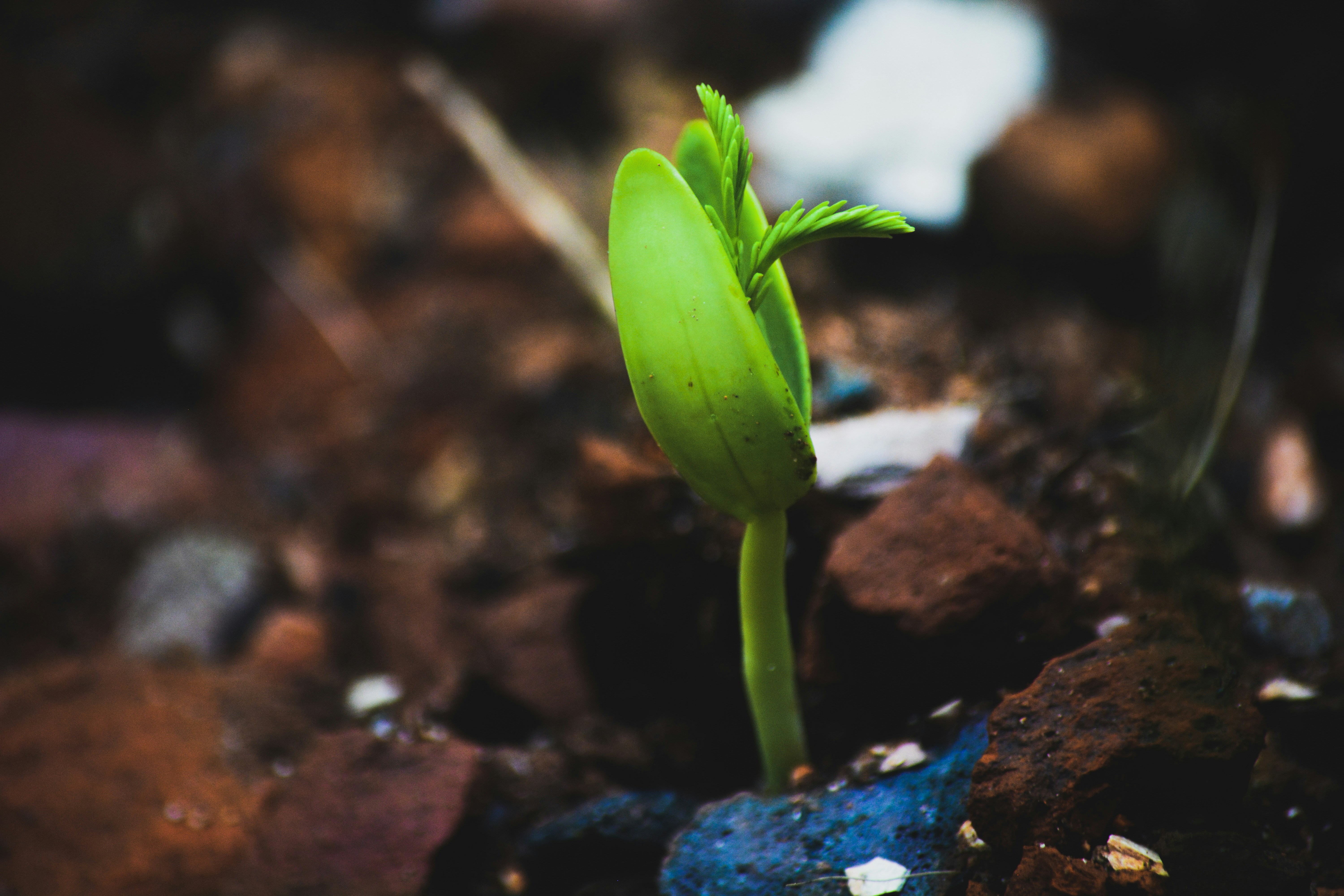 Image of a small green plant sprouting out of the ground