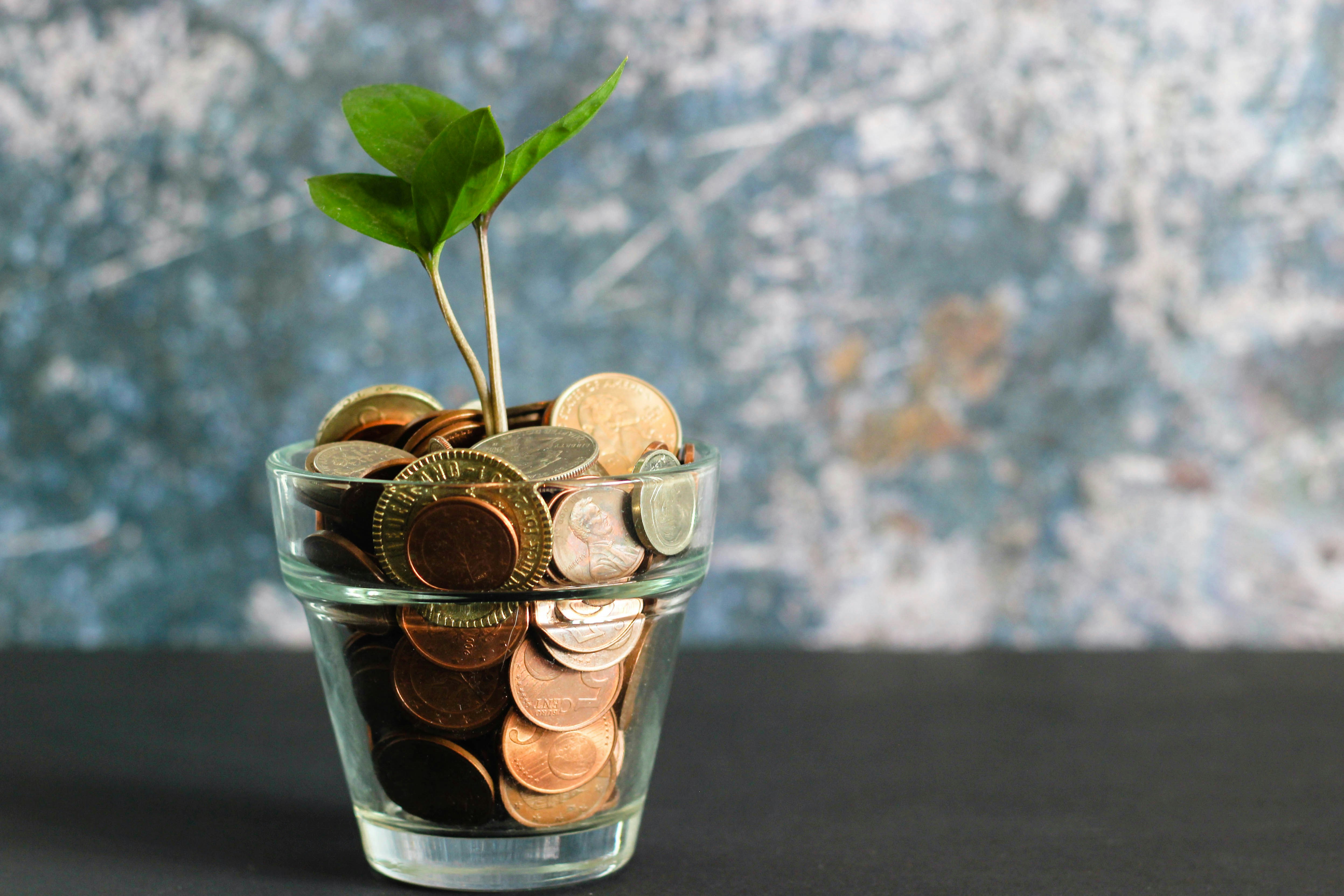 Green plant in clear glass vase with coins