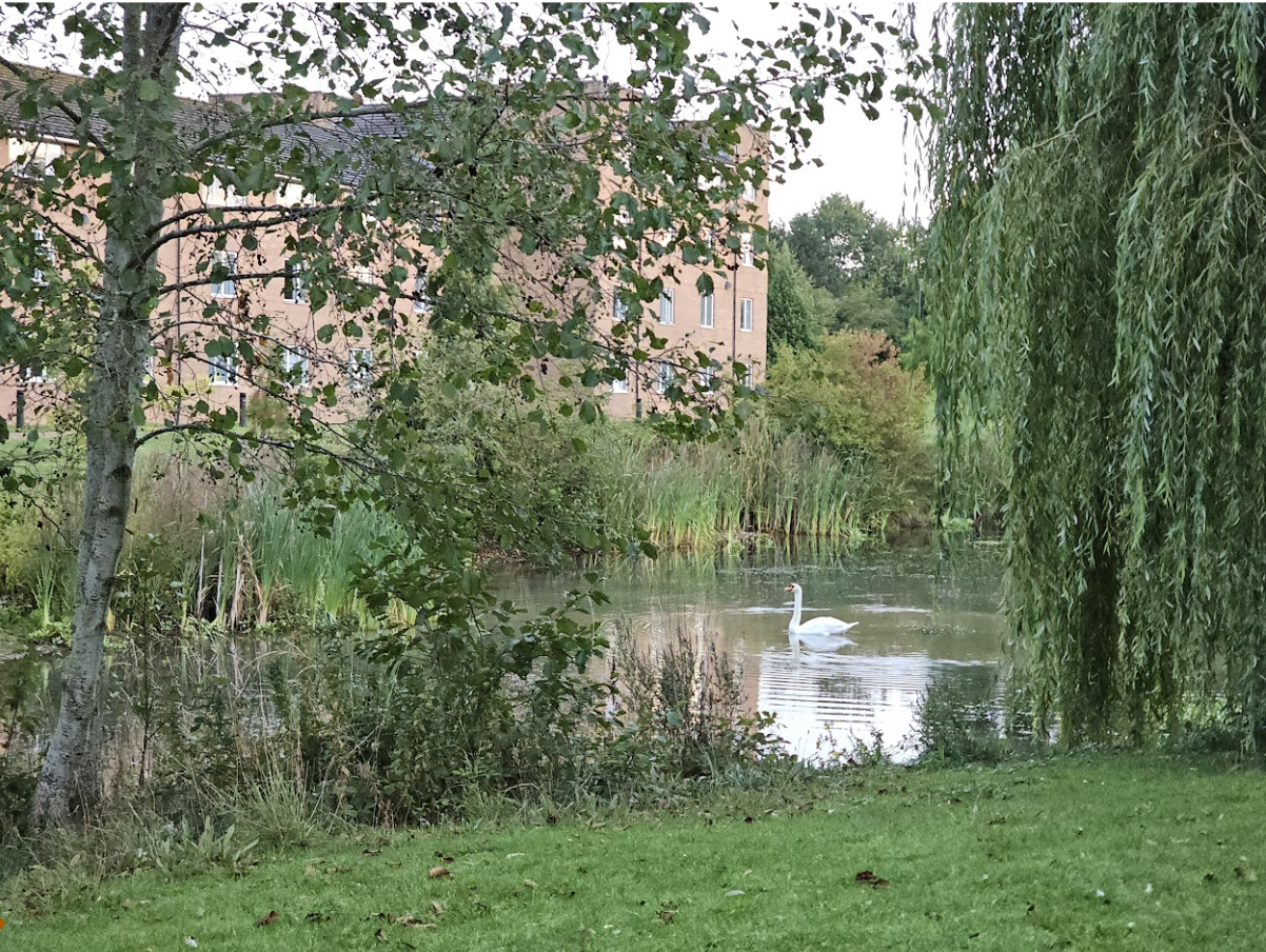 Photograph of a swan at University of Warwick (Phil Reed)