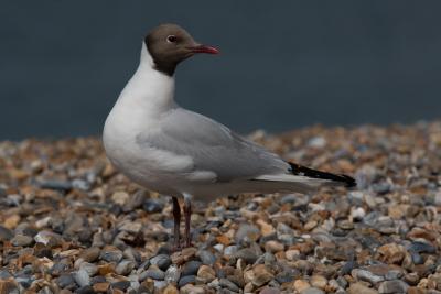 Black-headed gull 