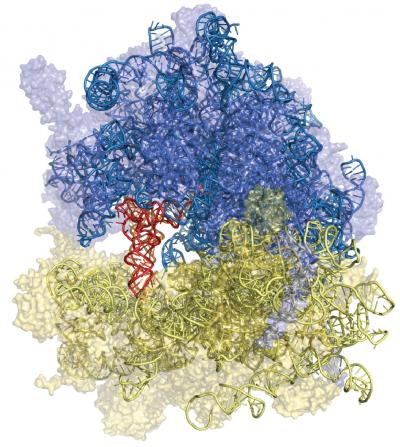 The molecular structure of a yeast ribosome, composed of 79 proteins