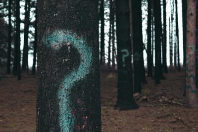 Question marks spray-painted on trees