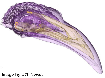 The detailed MRI maps of the pigeon beak did not show magnetic nerves by UCL News.