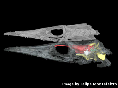 3D models of the aquatic crocodyliform Pelagosaurus typus. 