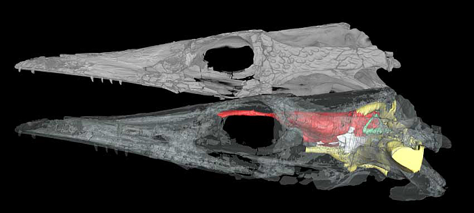 3D models of the aquatic crocodyliform Pelagosaurus typus. 