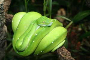 Python.jpg
