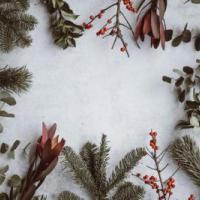 Christmas background - pine, eucalyptus, berries
