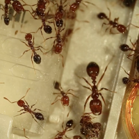 Solenopsis invicta fire ants on an Illumina MiSeq sequencing flowcell