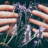 Person holding lavender with two hands.